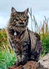 Óðinn.