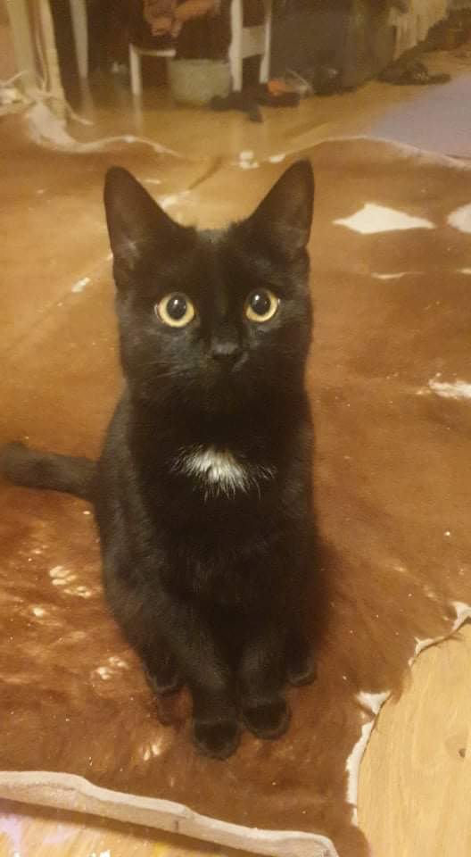 Choco. TÝND SÍÐAN 22. NÓVEMBER 2021.