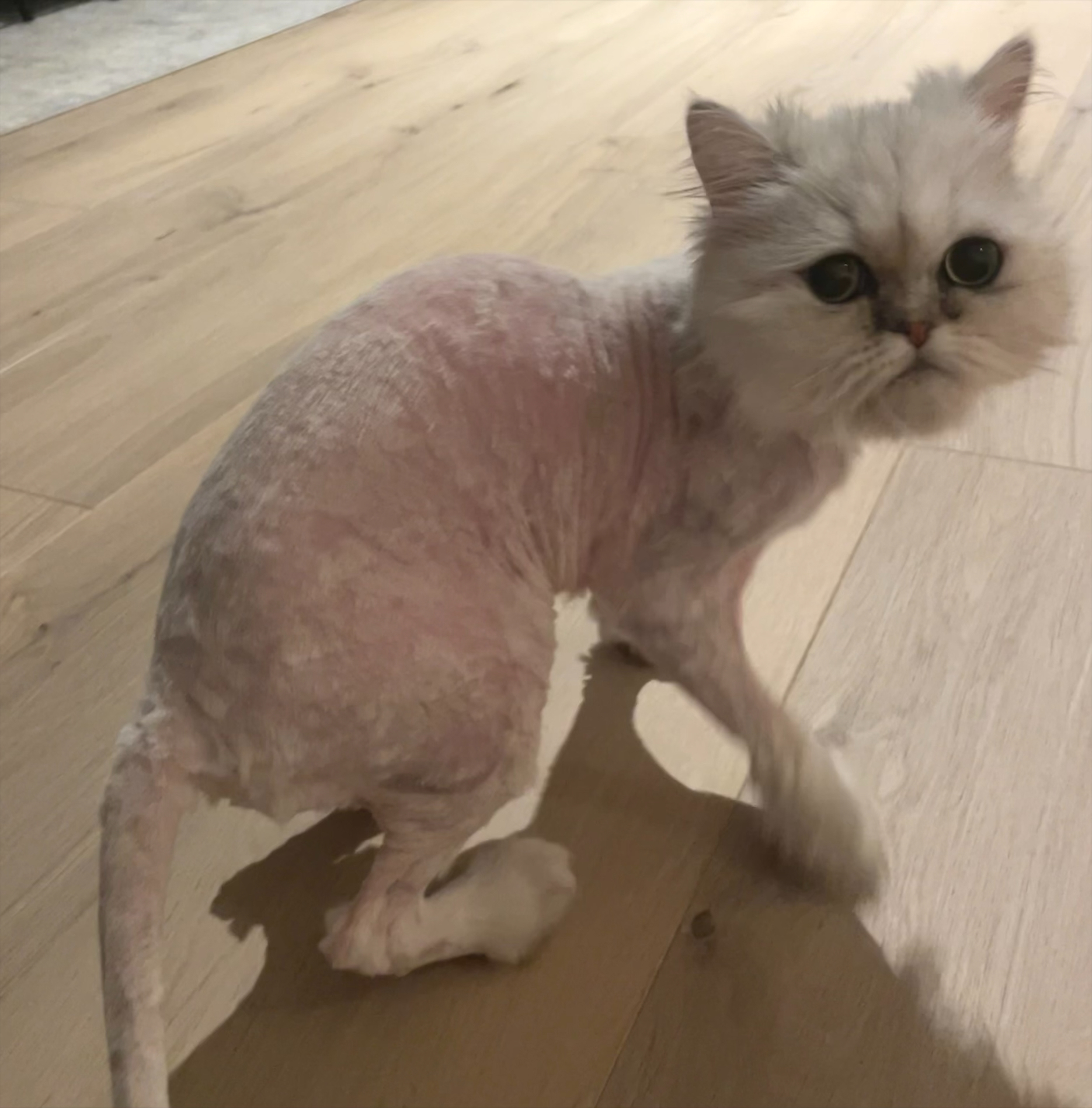 Cosmo.