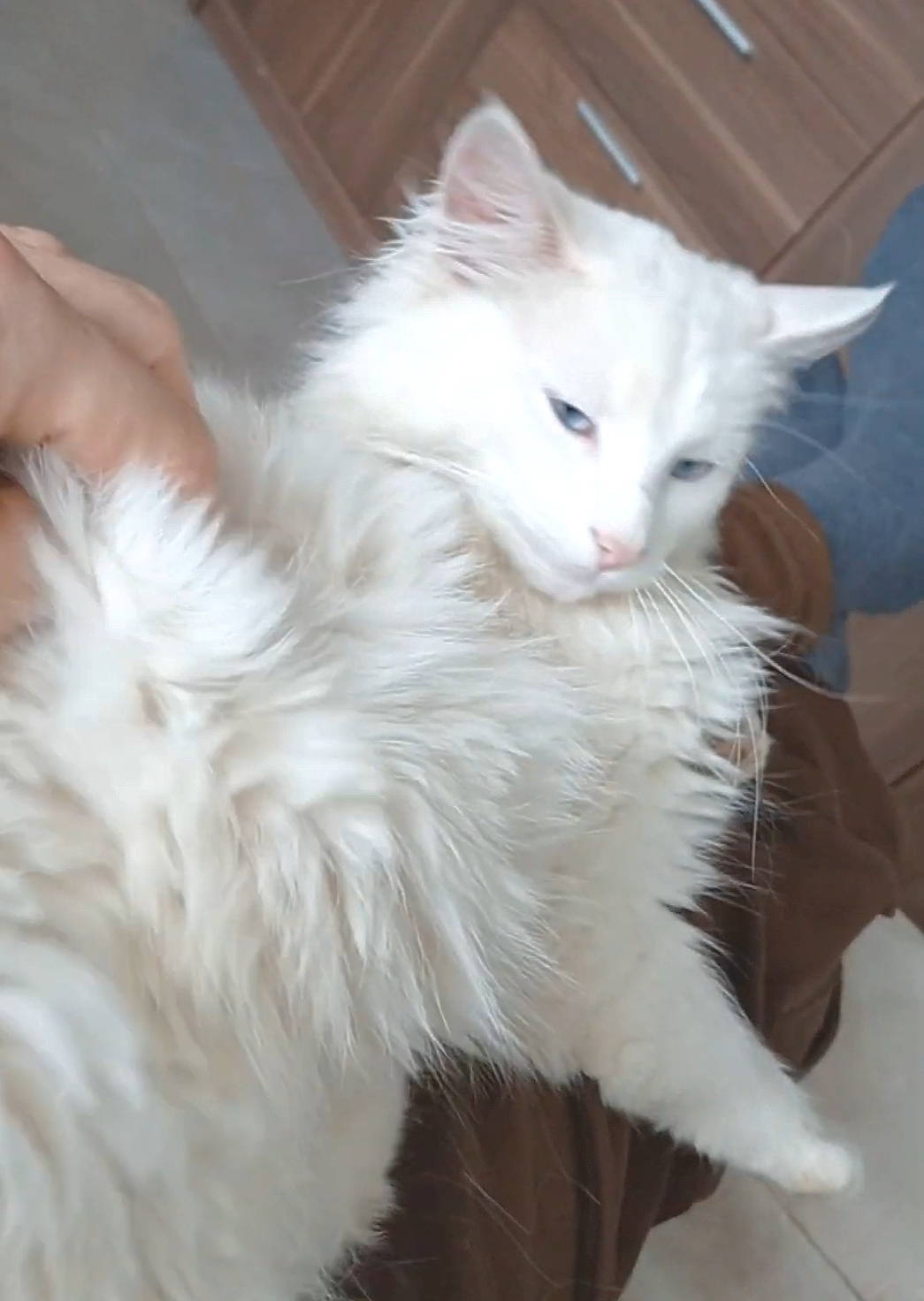 Fluffy.