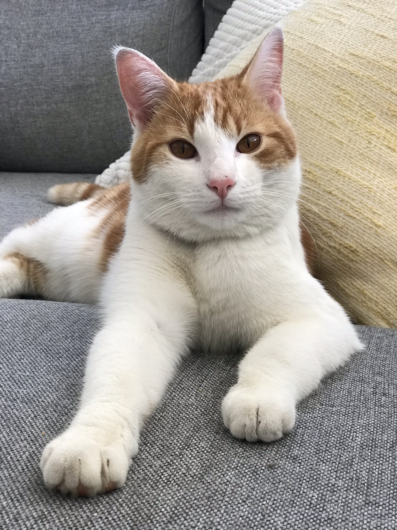 Hannes. 