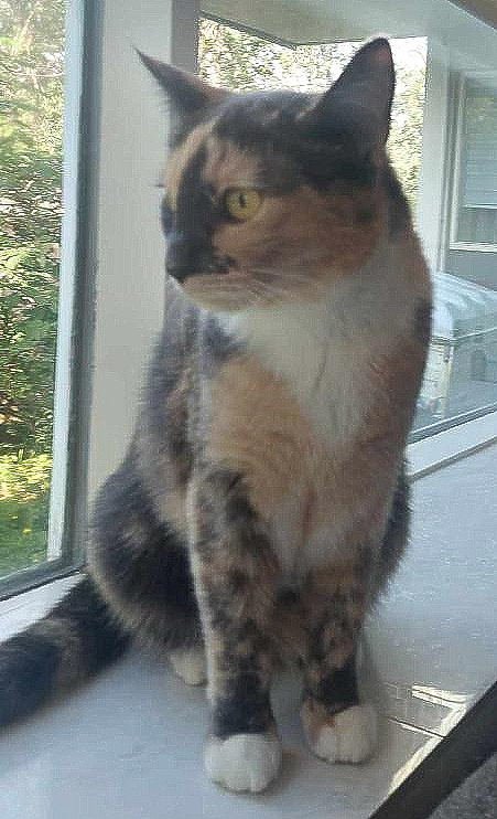 Jasmín.