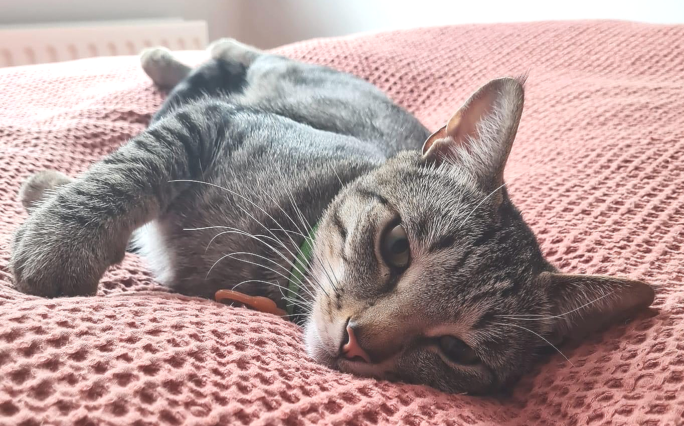 Klóki.