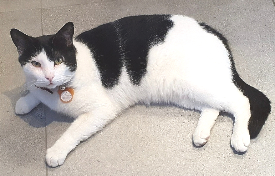 Láki.