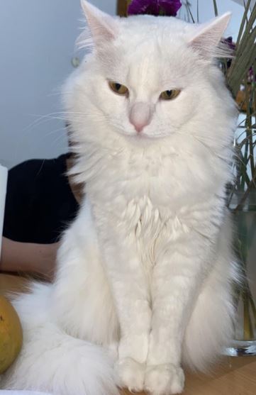 Loki. TÝNDUR SÍÐAN 27. JÚLÍ 2023.