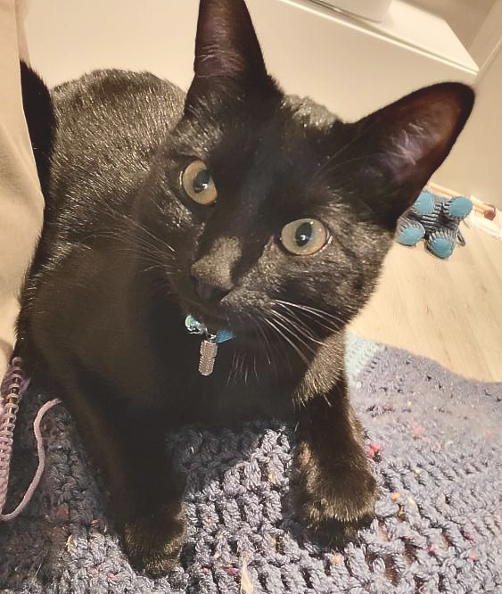 Loki. 