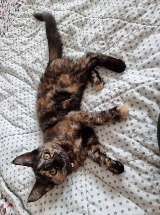 Luna. TÝND SÍÐAN 15. NÓVEMBER 2021. 