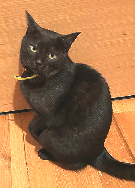 Mog.