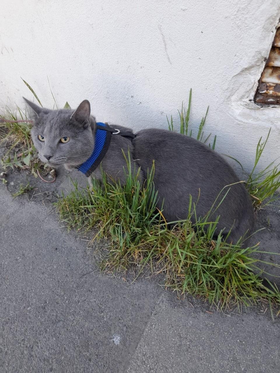 Moli (Abradolf). TÝNDUR SÍÐAN 23. MAÍ 2022.