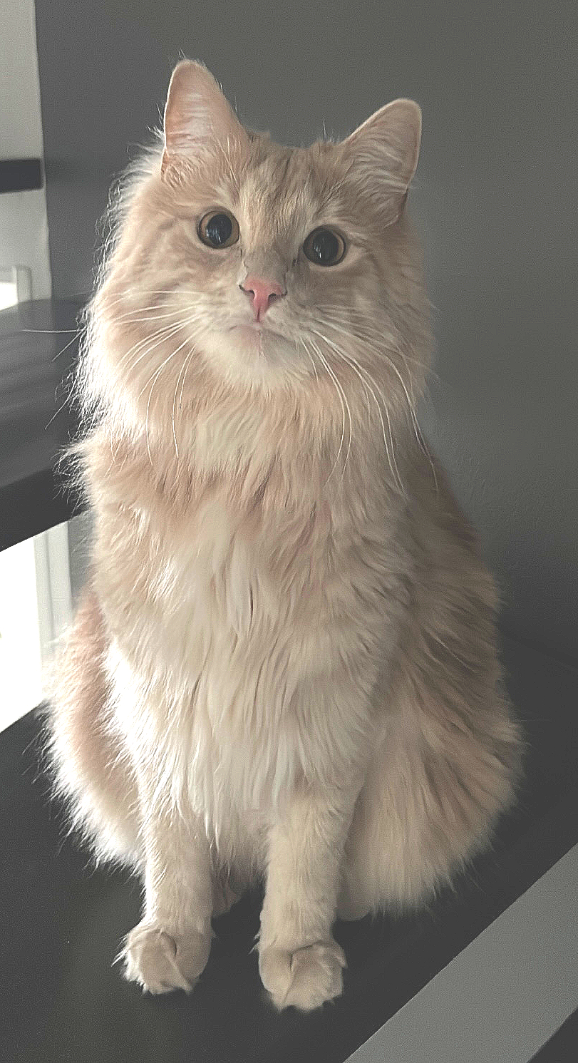 Mowgli.