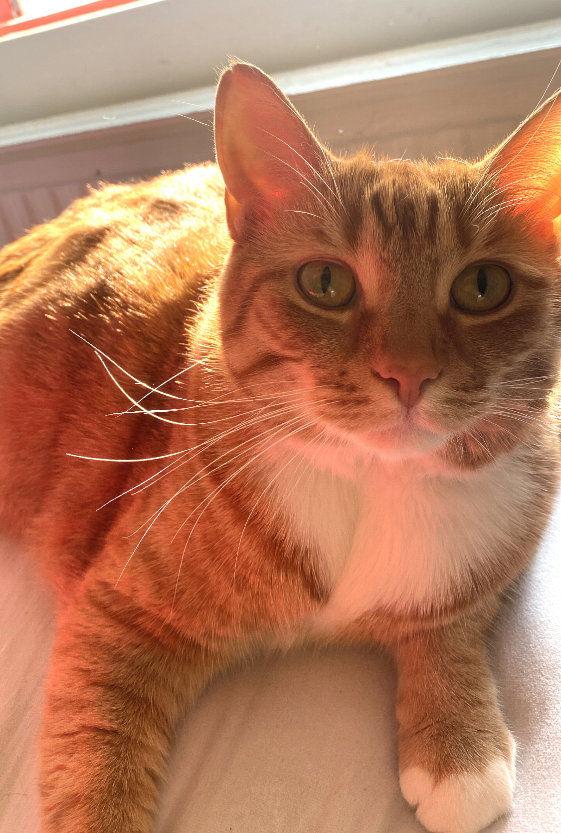 Nala.