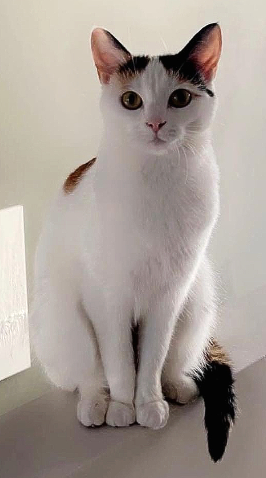 Nala Bríet.