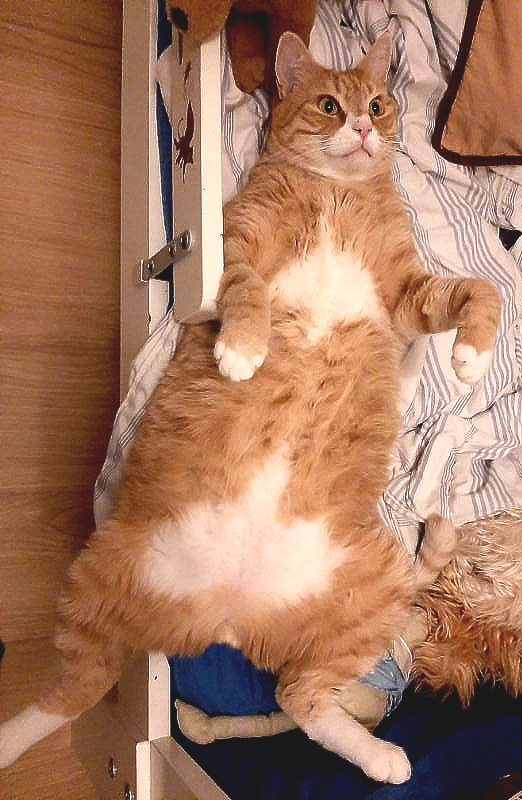 Nikulás.
