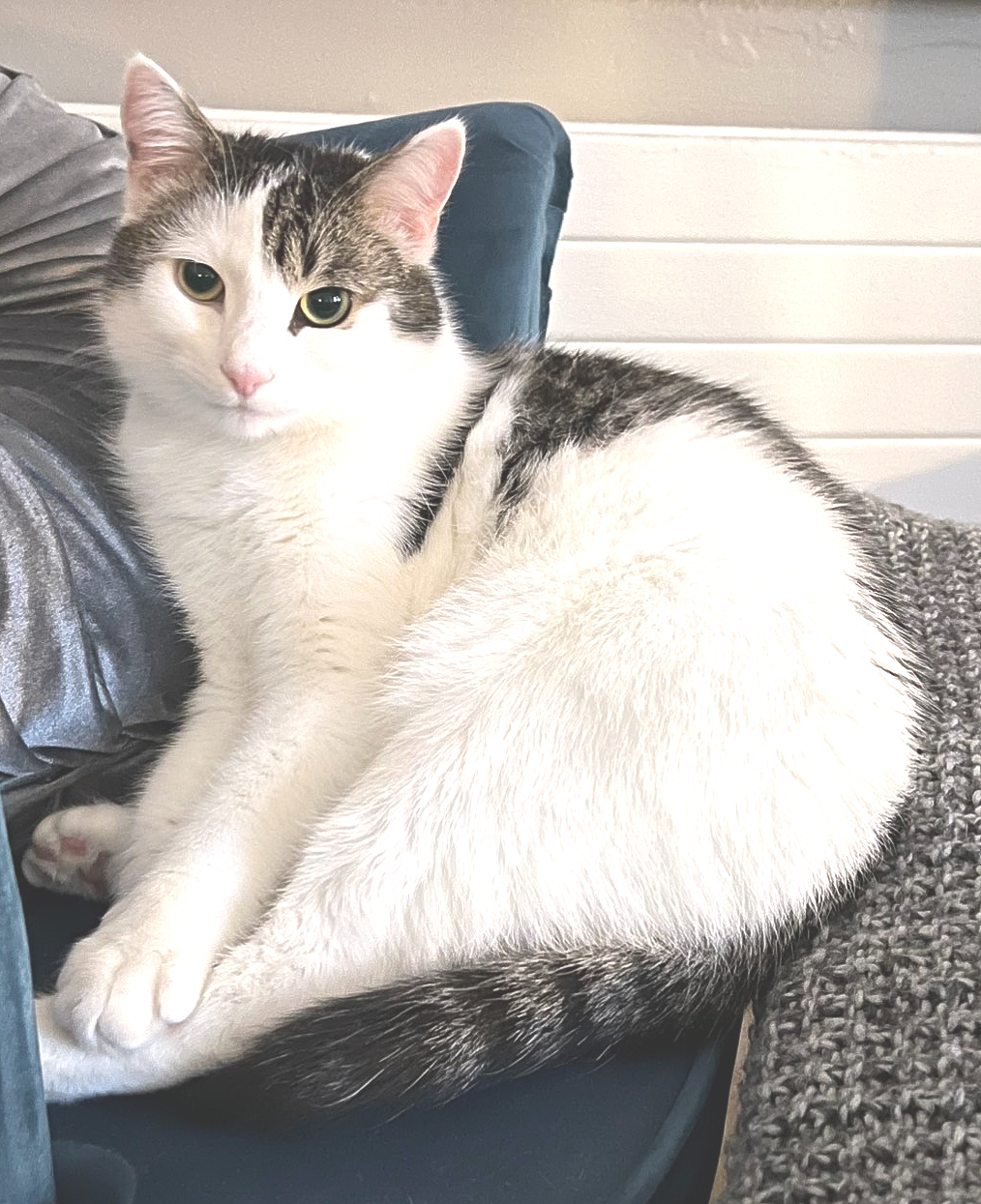 Pési.