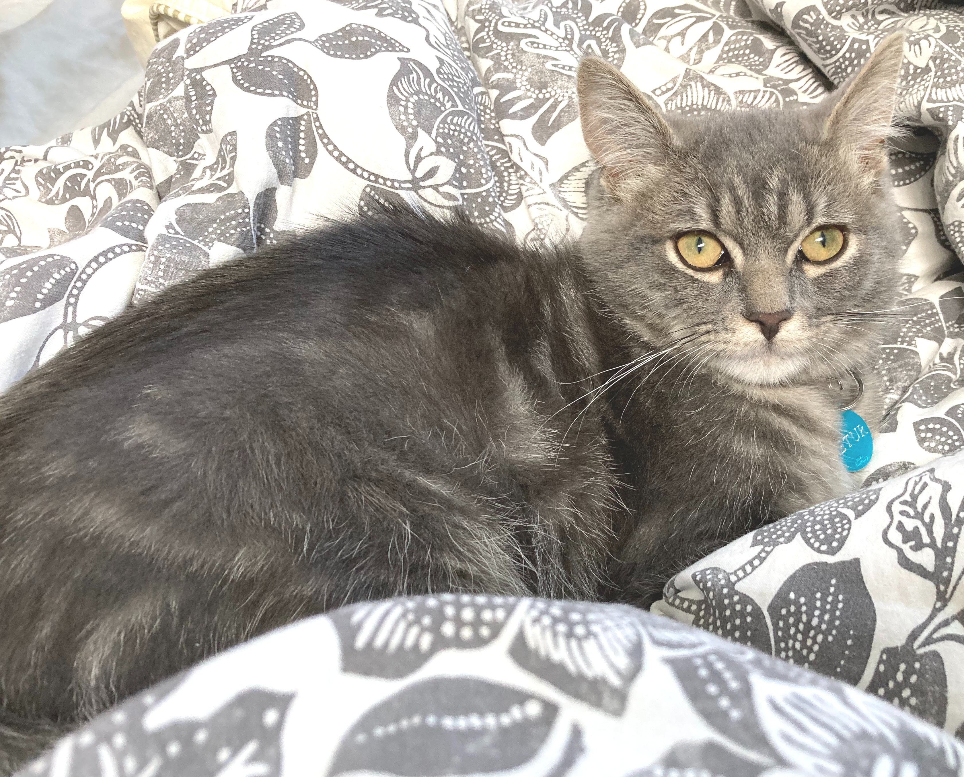 Pétur.