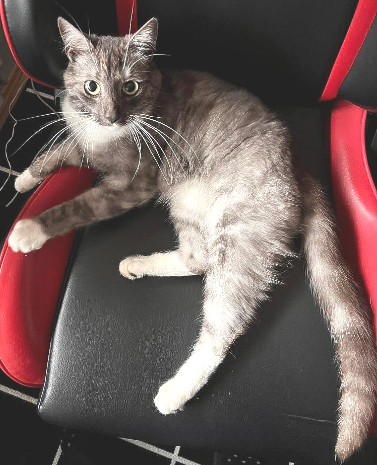 Púki.