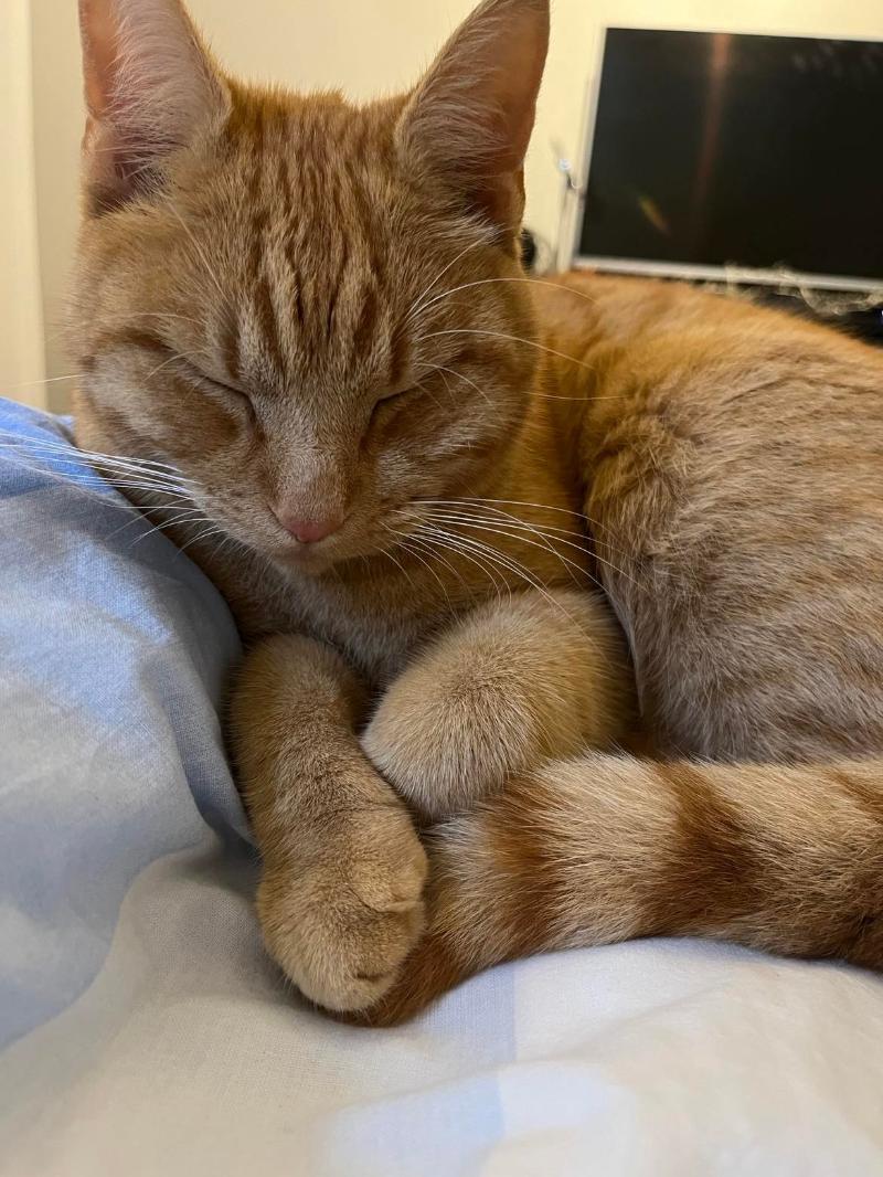 Paquito (paco).