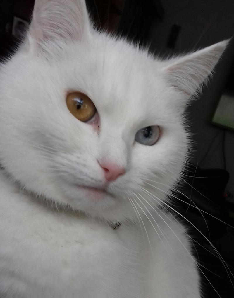 Prinsessa.