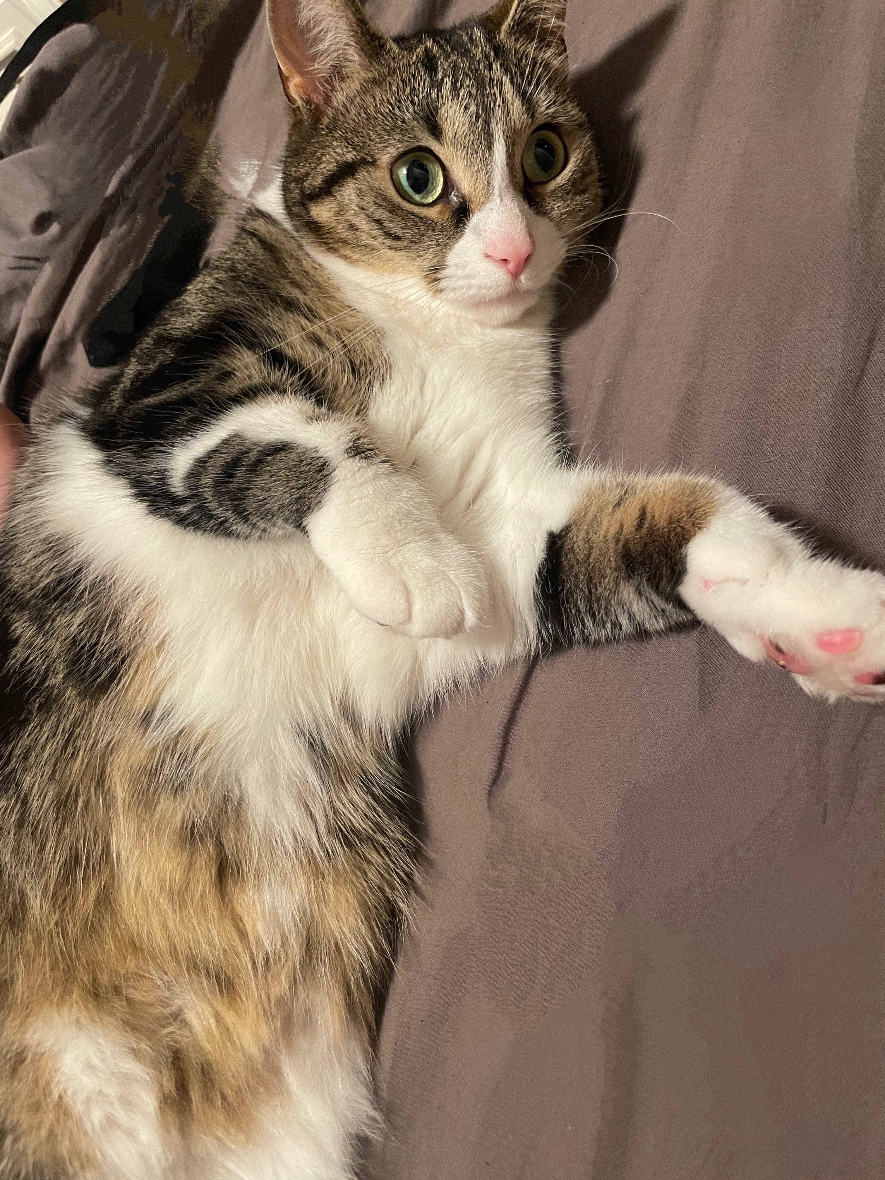 Snúlla.