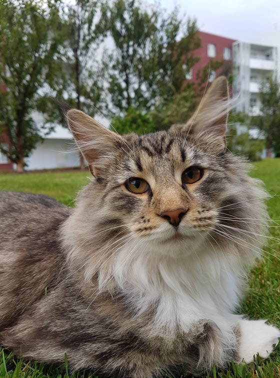 Niðheima Loki/Pjakkur.