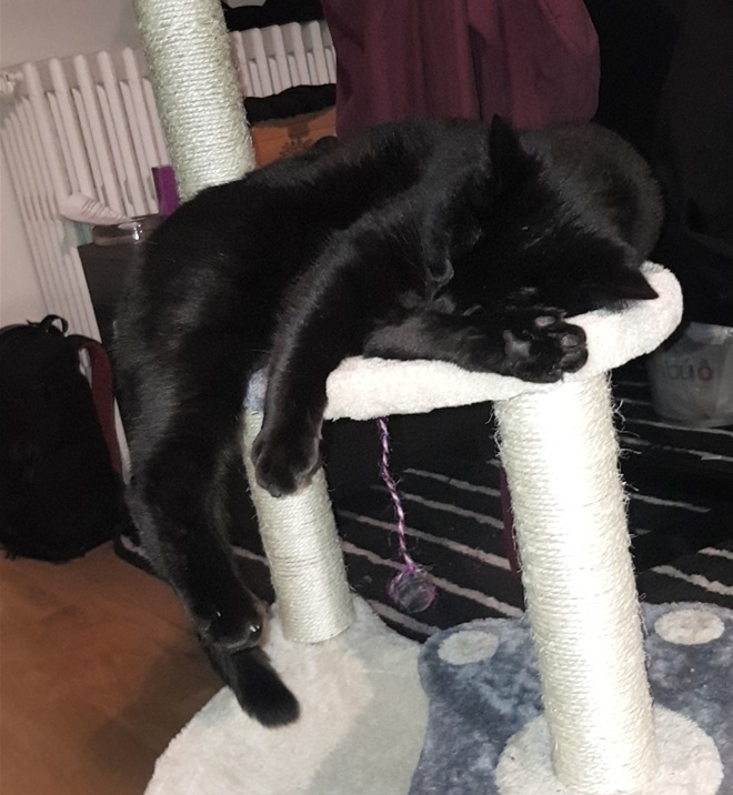 Loki.