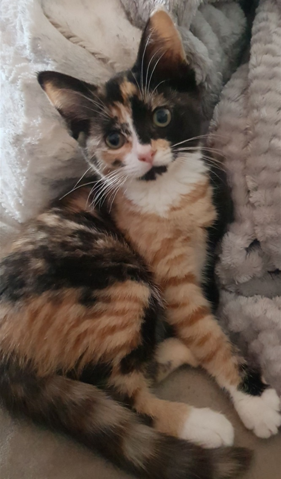 Nala.