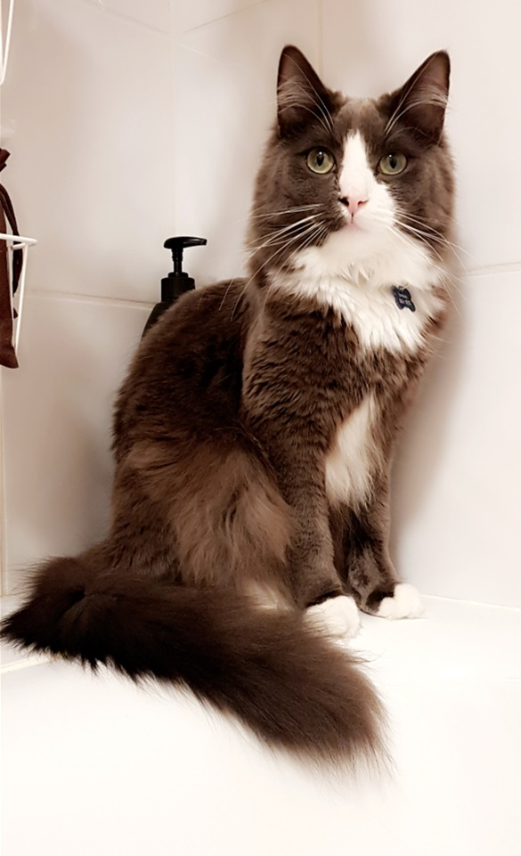 Tóbías Tumi.