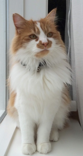 Nói.