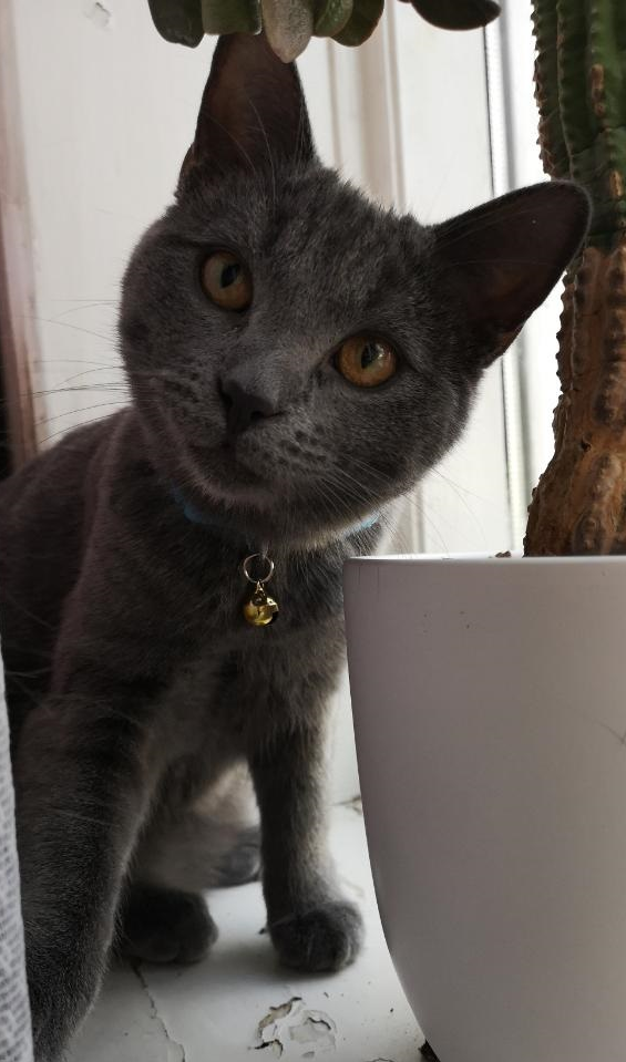 Hugo.
