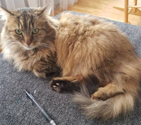 Óliver (olli).