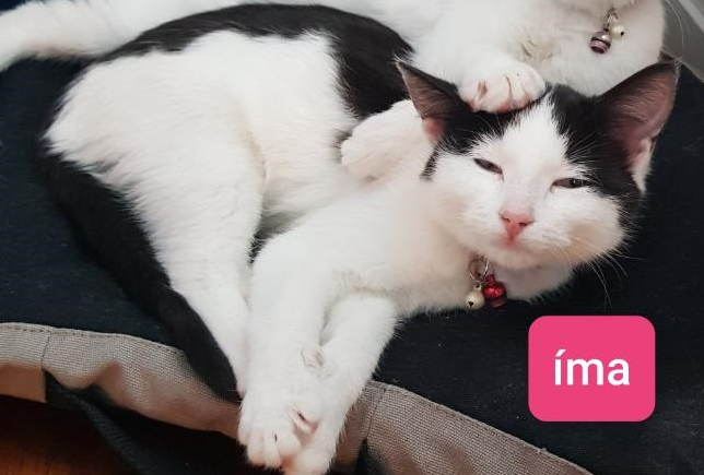 Íma.