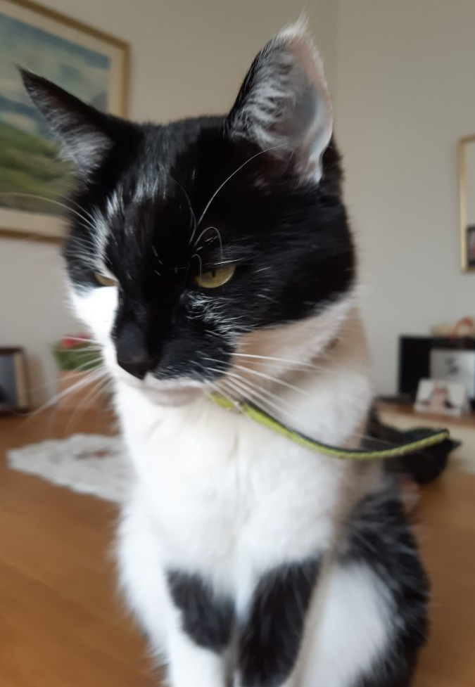 Stubbadís.