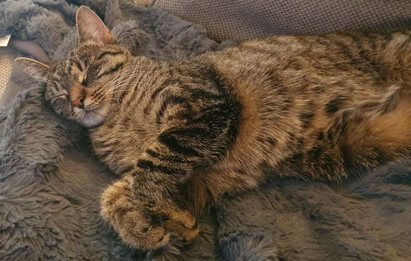 Kleópatra.