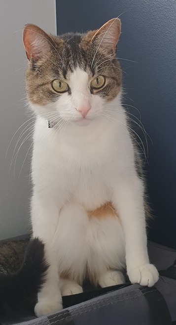 Tumi. 