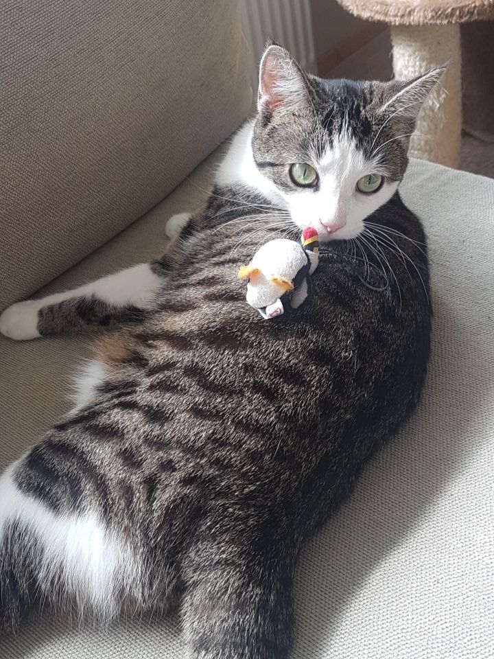 Ronja Ræningji.