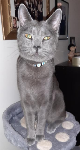 Loki. 