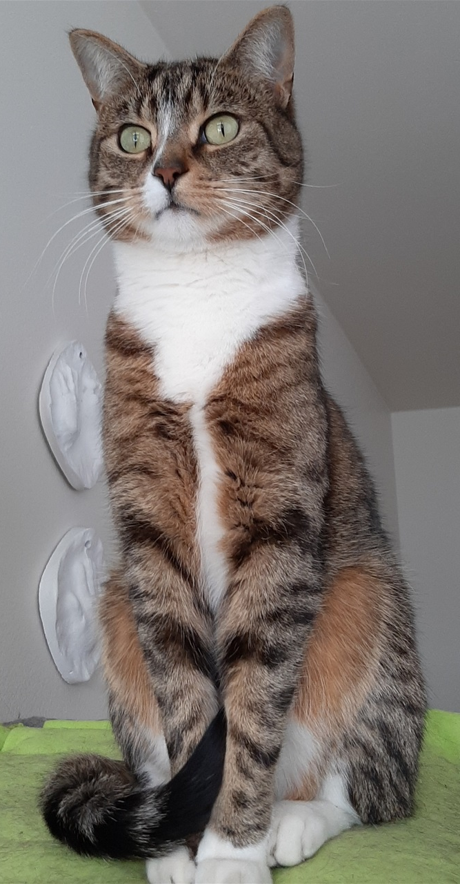 Kúri.