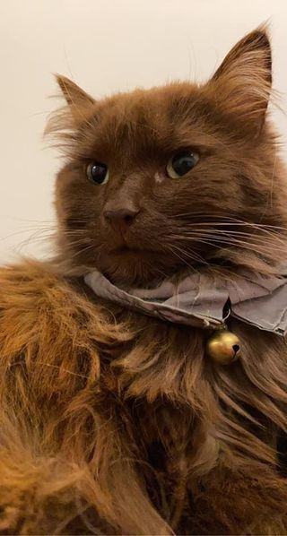 Móra.