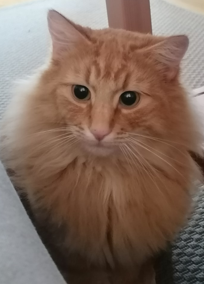 Tímon. 