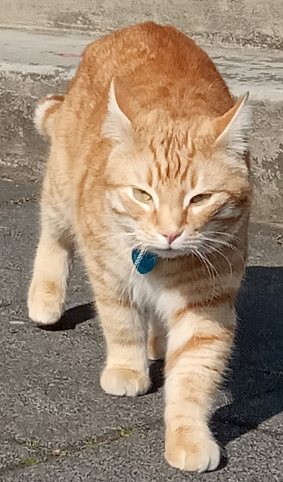 Tinni.