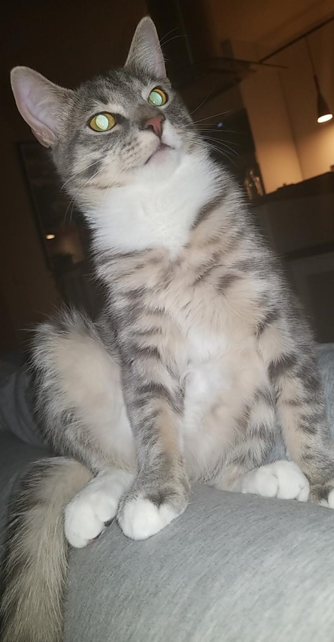 Bassi.