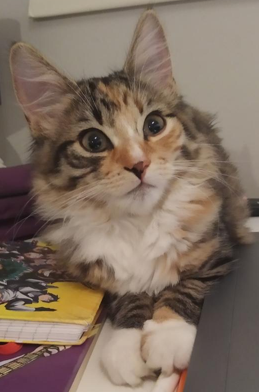 Fluffy.
