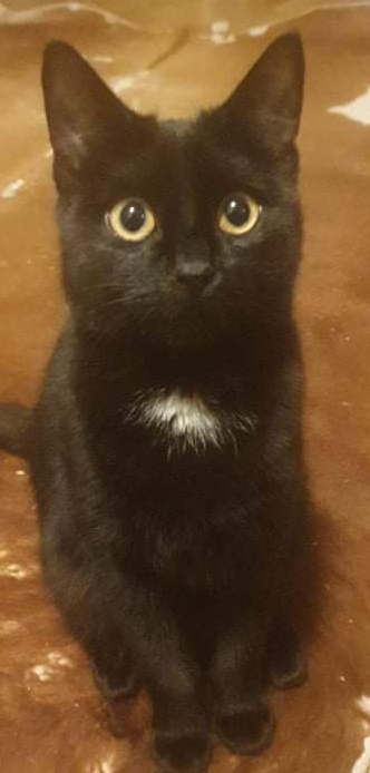 Choco. TÝND SÍÐAN 22. NÓVEMBER 2021.