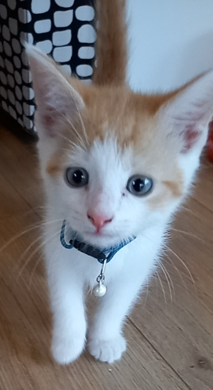 Líó "Dúskur" Jr.