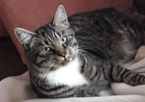 Figaro. 