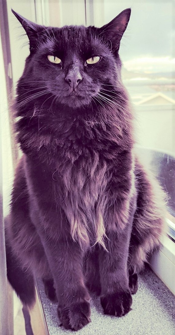 Púki. 