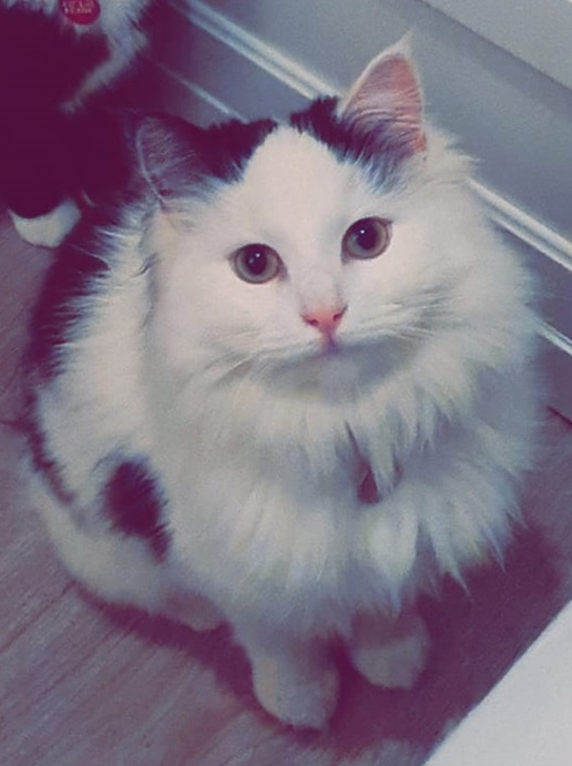 Fluffy.
