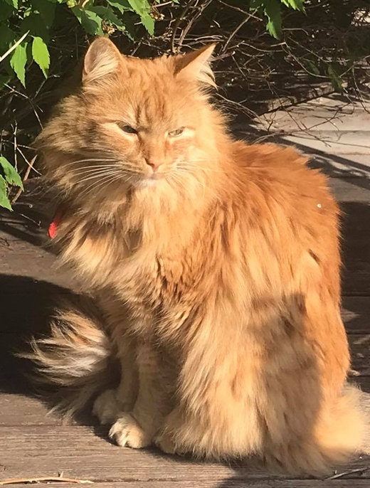 Lubbi. 