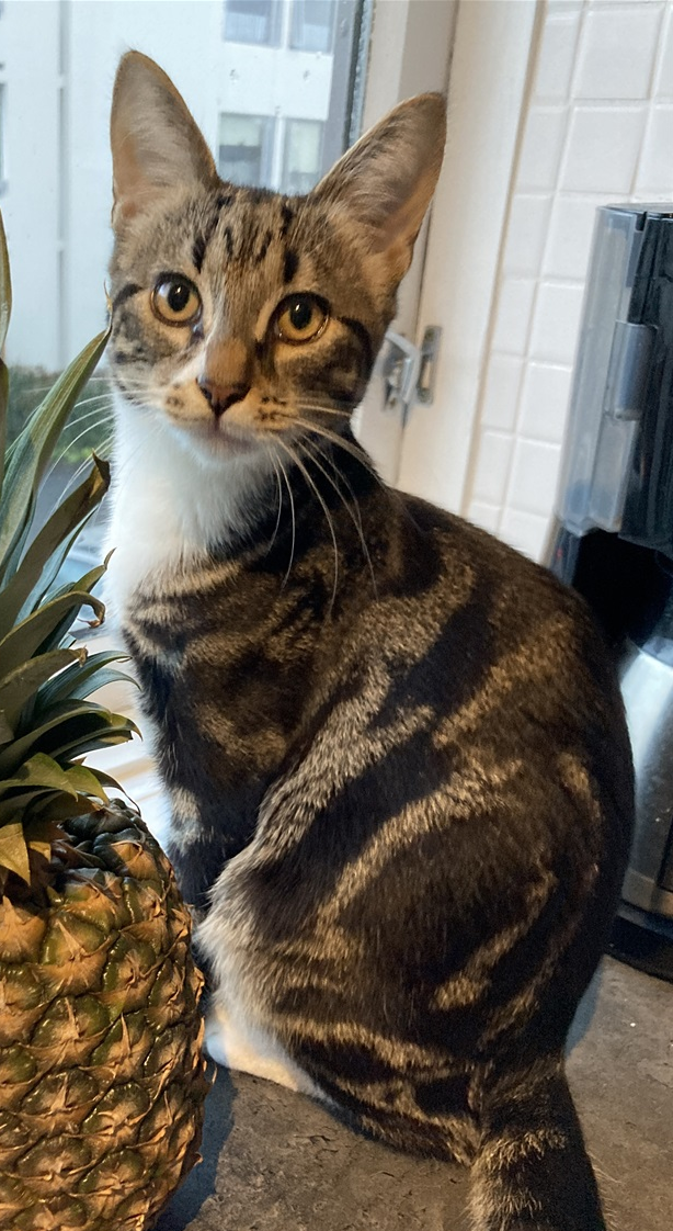 Krúsilíus.