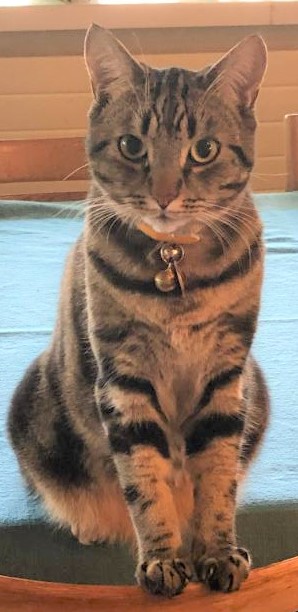 Búri. 